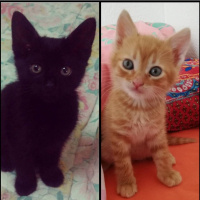 Tekir Kedi, Kedi  Hüsnü fotoğrafı