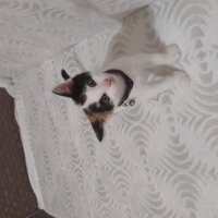 Tiffanie, Kedi  Hilal fotoğrafı