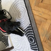 Labrador Retriever, Köpek  Hera fotoğrafı