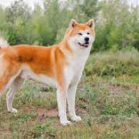 Akita İnu, Köpek  Akina fotoğrafı