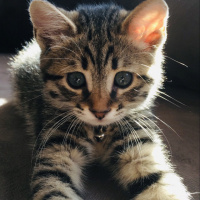 Tekir Kedi, Kedi  Kaju fotoğrafı