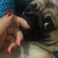 Pug, Köpek  BADEM fotoğrafı