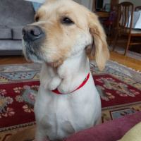 Golden Retriever, Köpek  KAJU fotoğrafı