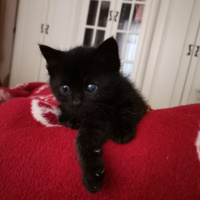 Bombay, Kedi  Detone fotoğrafı