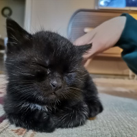 Bombay, Kedi  Detone fotoğrafı