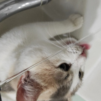 Tekir Kedi, Kedi  Rüzgar fotoğrafı