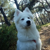 Samoyed, Köpek  bulut fotoğrafı