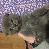 Scottish Fold, Kedi  Safkan Scottish Fold Duman fotoğrafı