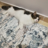 Tekir Kedi, Kedi  Pamuk fotoğrafı