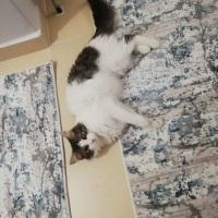 Tekir Kedi, Kedi  Pamuk fotoğrafı