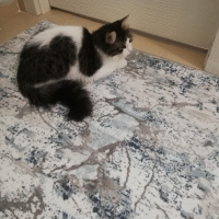 Tekir Kedi, Kedi  Pamuk fotoğrafı