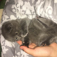 Scottish Fold, Kedi  Safkan Scottish Fold Gölge fotoğrafı