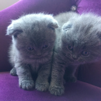 Scottish Fold, Kedi  Safkan Scottish Fold Gölge fotoğrafı