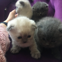 Scottish Fold, Kedi  Safkan Scottish Fold Gölge fotoğrafı