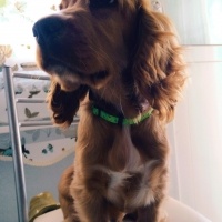 İngiliz Cocker Spaniel, Köpek  RODY fotoğrafı