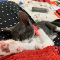 Mavi Rus, Kedi  Şaziye fotoğrafı