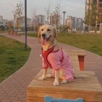 Golden Retriever, Köpek  Jessie fotoğrafı