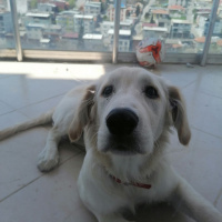 Labrador Retriever, Köpek  ares fotoğrafı