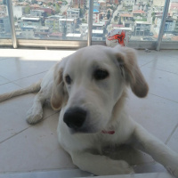 Labrador Retriever, Köpek  ares fotoğrafı