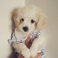 Maltese, Köpek  Zero fotoğrafı
