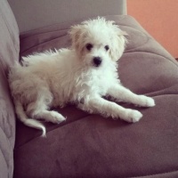Maltese, Köpek  Zero fotoğrafı