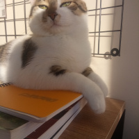 Tekir Kedi, Kedi  Lupin fotoğrafı