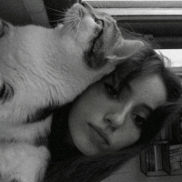 Tekir Kedi, Kedi  Lupin fotoğrafı