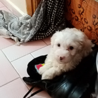 Maltese, Köpek  Arthur fotoğrafı