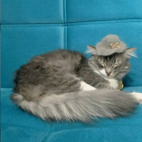 Tekir Kedi, Kedi  Bonibon fotoğrafı