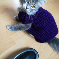Tekir Kedi, Kedi  Bonibon fotoğrafı