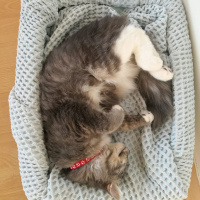 Tekir Kedi, Kedi  Bonibon fotoğrafı