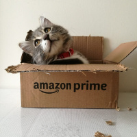 Tekir Kedi, Kedi  Bonibon fotoğrafı