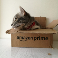 Tekir Kedi, Kedi  Bonibon fotoğrafı