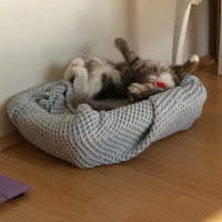 Tekir Kedi, Kedi  Bonibon fotoğrafı