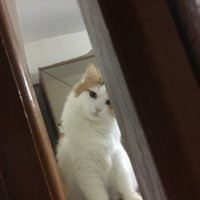 Sarman, Kedi  Koza Ergöktaş :)) fotoğrafı