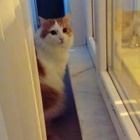 Sarman, Kedi  Koza Ergöktaş :)) fotoğrafı