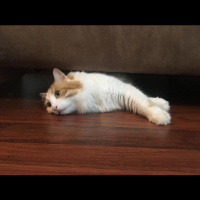 Sarman, Kedi  Koza Ergöktaş :)) fotoğrafı