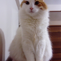 Sarman, Kedi  Koza Ergöktaş :)) fotoğrafı