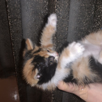 Tekir Kedi, Kedi  cips fotoğrafı