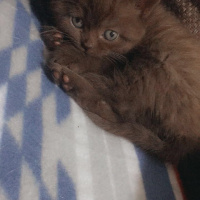 British Shorthair, Kedi  Çikolata fotoğrafı