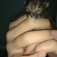 Tekir Kedi, Kedi  Kıvırcık fotoğrafı