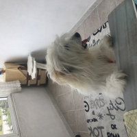 Collie, Köpek  Kaptan fotoğrafı
