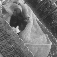 Tekir Kedi, Kedi  Lila fotoğrafı