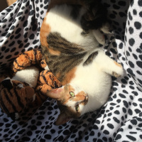 Tekir Kedi, Kedi  Cookie fotoğrafı