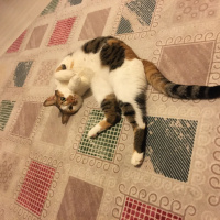 Tekir Kedi, Kedi  Cookie fotoğrafı