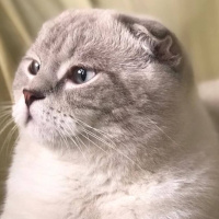 Scottish Fold, Kedi  Cesur Carlos fotoğrafı