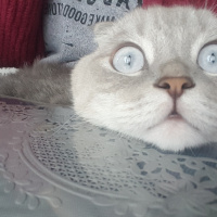 Scottish Fold, Kedi  Cesur Carlos fotoğrafı