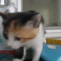 Tekir Kedi, Kedi  Kuyruk fotoğrafı