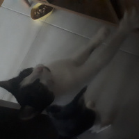 Tekir Kedi, Kedi  Fıstık fotoğrafı