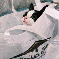 Tuxedo (Smokin) Kedi, Kedi  gece fotoğrafı